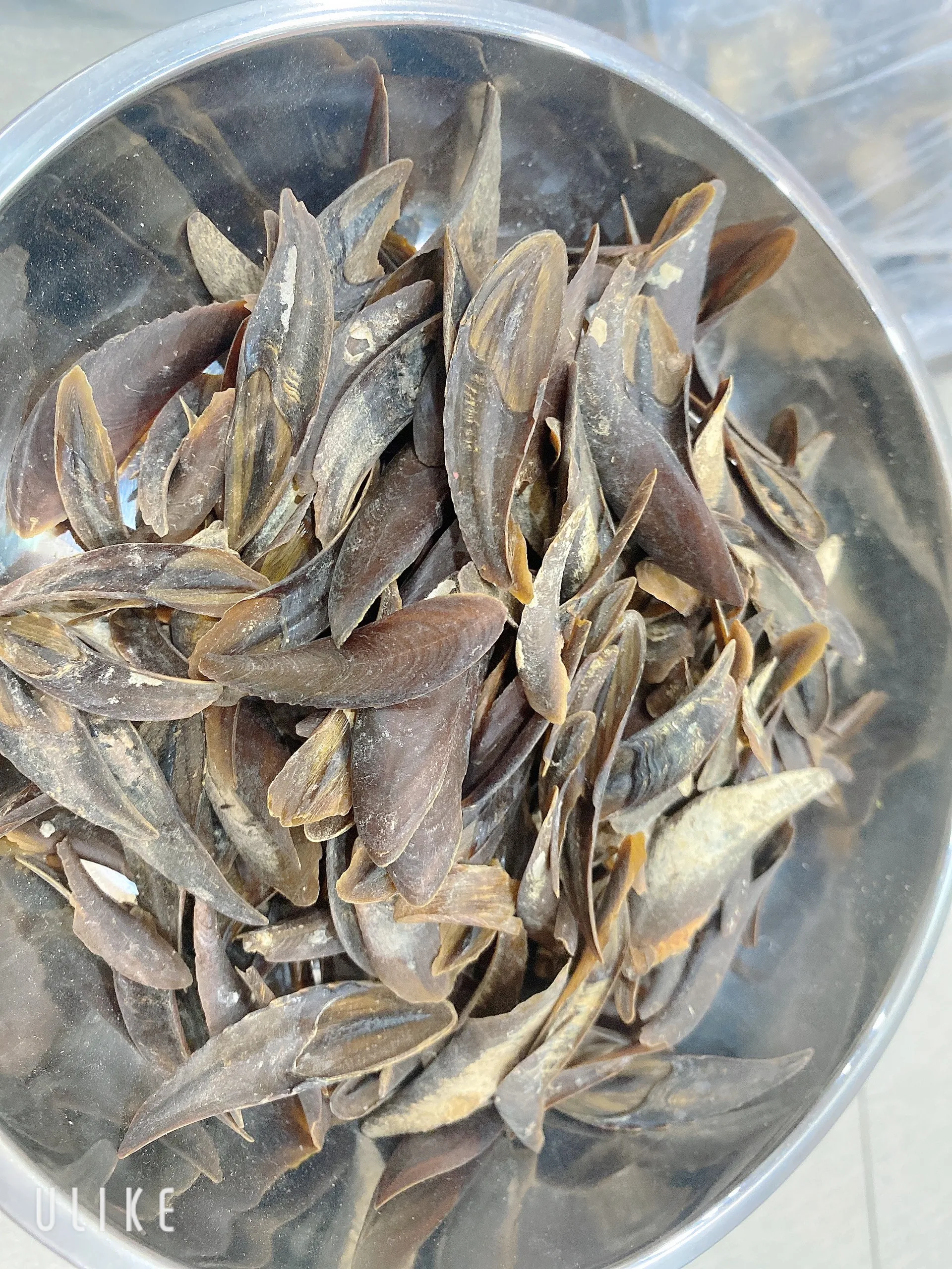 Лидер продаж улитка сушеные ракушки/ракушки CHICOREUS RAMOSUS RAMOSE MUREX OPERCULUM