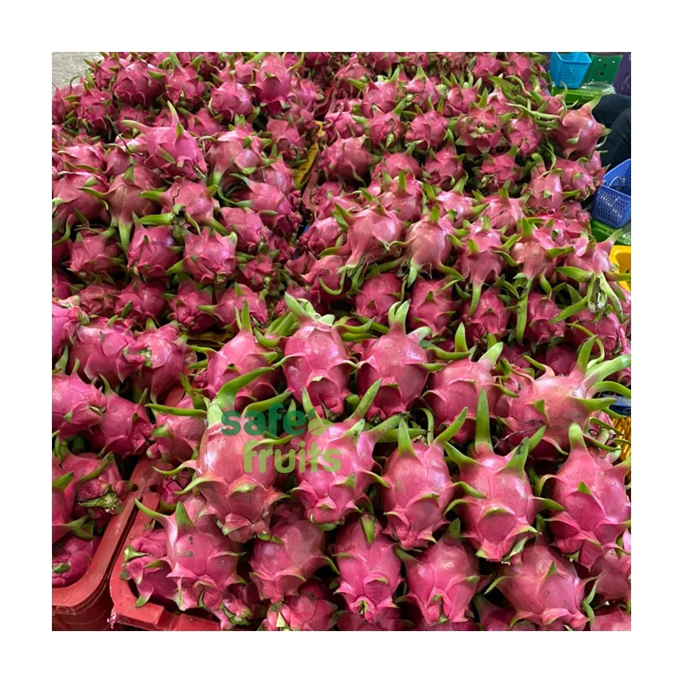 100% Organic Red/White Fresh Dragon Fruit High Quality Dragon Fruit Specially Export to China Best Dragon Fruit Vietnam