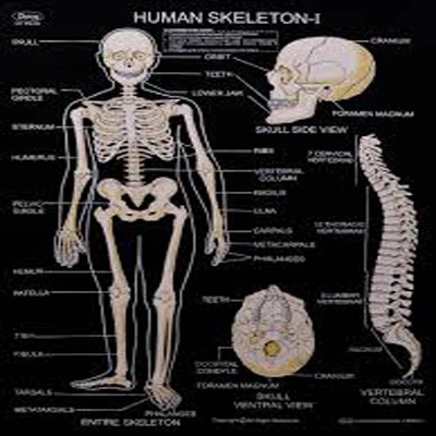 HUMAN ANATOMY CHARTS