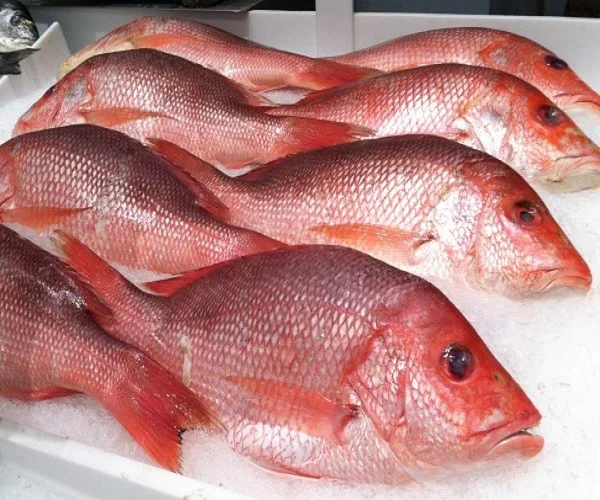 Seafood Supplier Frozen Red Sea Bream Fillet For Sale In Cheap Price In Wholesale