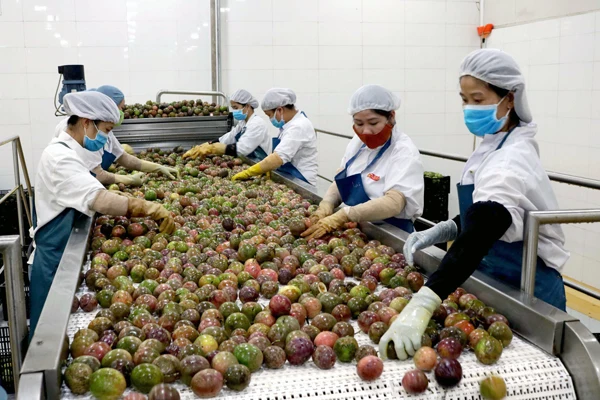 Красный дракон фрукты игральные кости-высокое качество порошок Diced здоровая закуска замороженный хрустящий красный