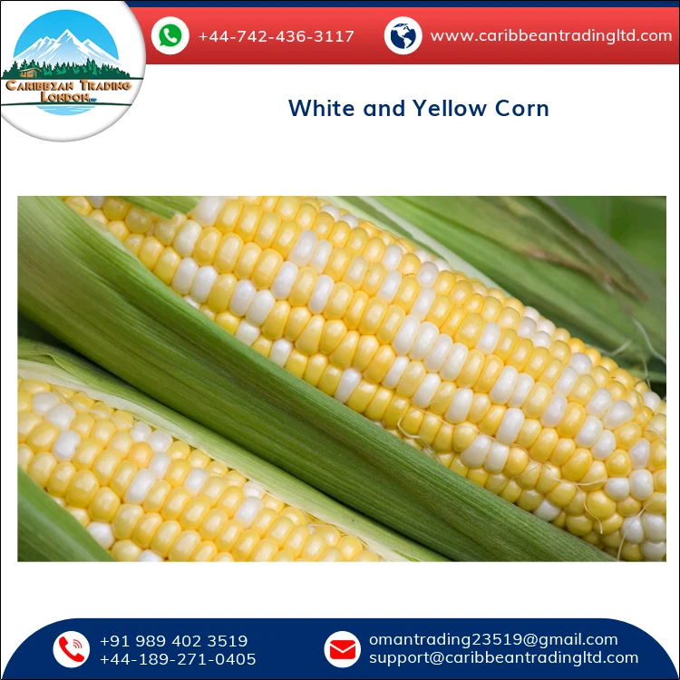 
Top Quality Bulk Glutinous and Dried White and Yellow Corn for Sale 