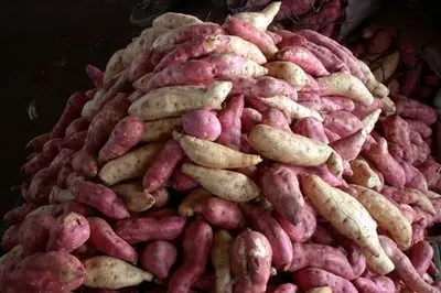  Экспорт продукции // японский сладкий картофель мед YAM из Вьетнама для оптовой продажи/Ms Sofia + 84 789946878