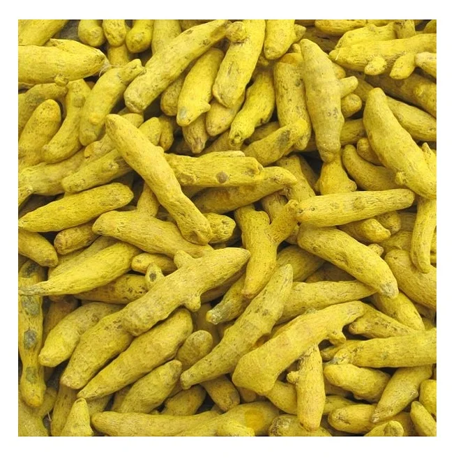 Indian Spice Herb Dried Turmeric Curcumin Finger Reasonable Price Dry Turmeric Roots Curcuma Longa For Sale