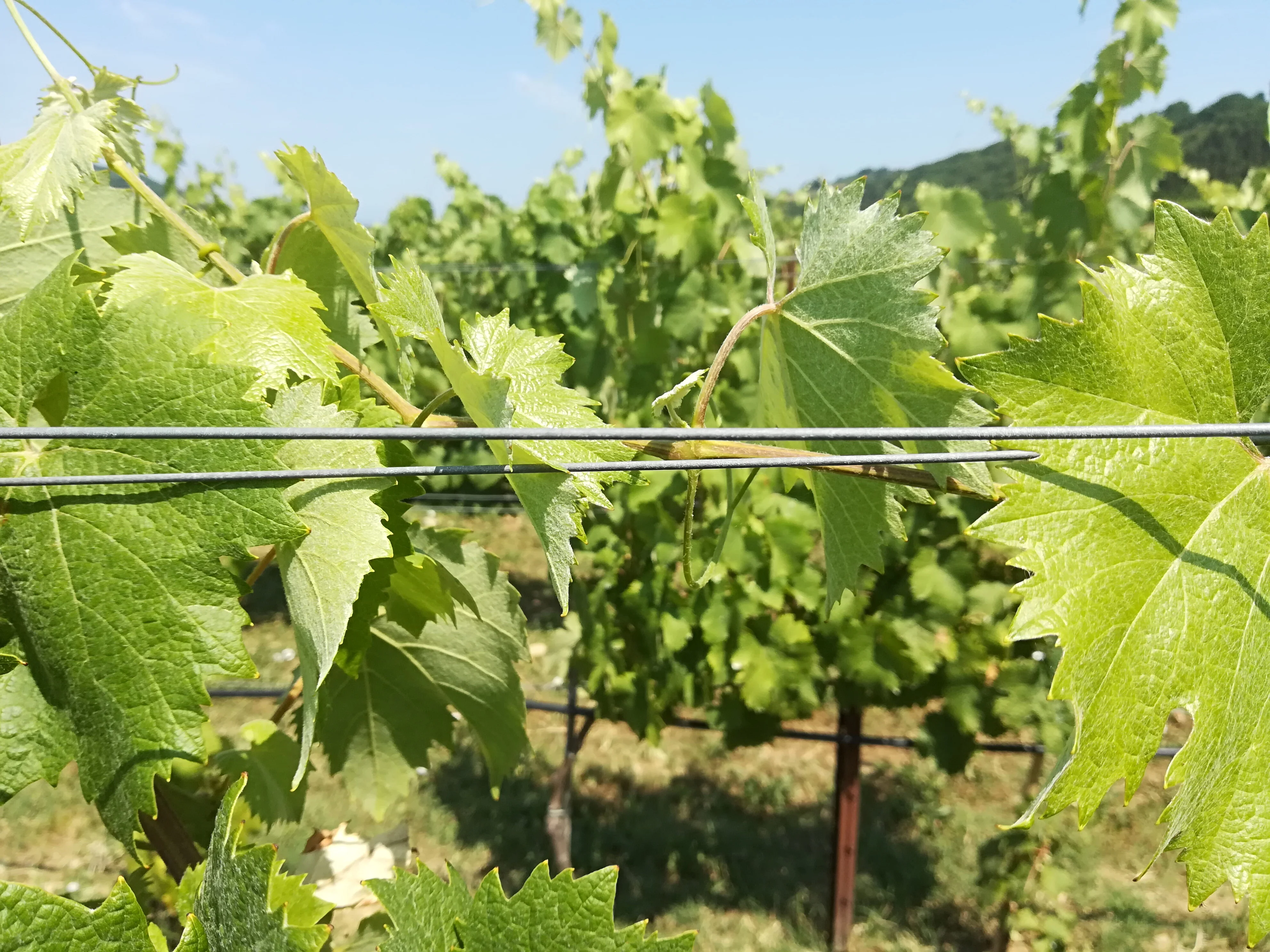 Top quality Italian zinc-aluminium steel wire diam. 3.15 mm for vineyards plants