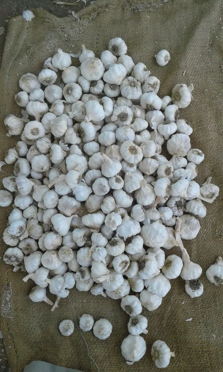 Garlic Scented High Quality Exclusive Flavor GARLIC