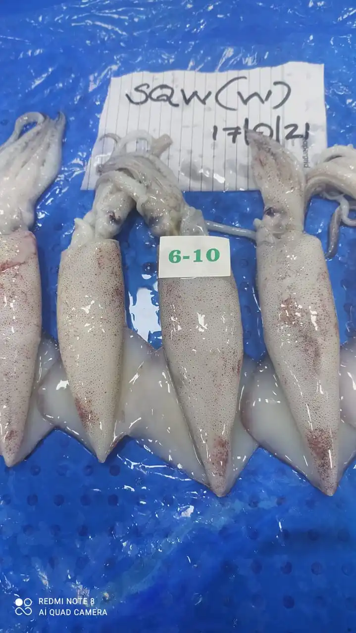 Высшее качество замороженный лолиго кальмар цельный круглый блок из Индии размер U/3 3/6 6/10