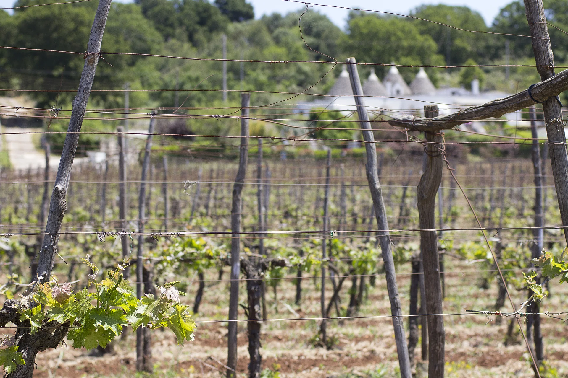 
Hot sales PRIMITIVO 1890 - IGP Red Wine 2018 Made in Italy 