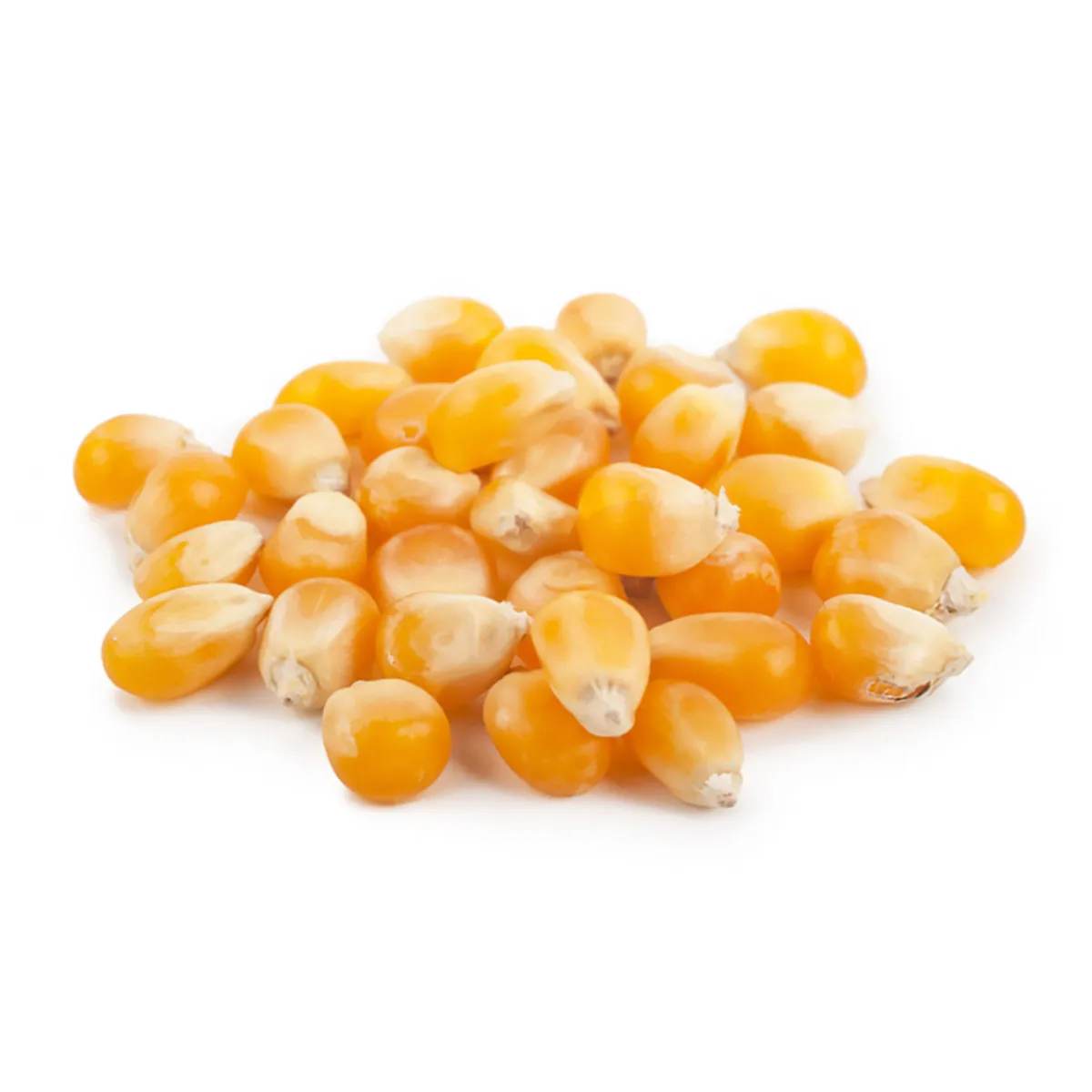 
Russian corn, agriculture product 