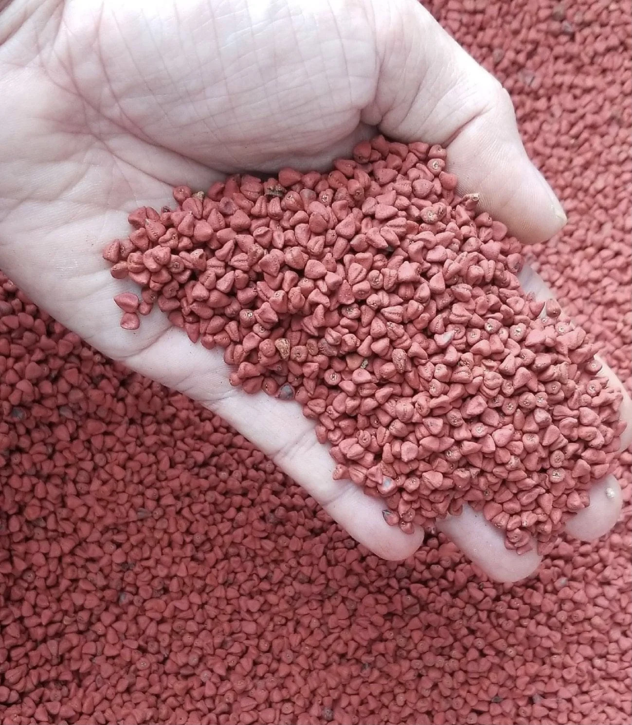 Большое количество орехов аннато высокое качество Вьетнам высокая Пищевая ценность Сушеные Орехи мс Анна + 84902804571