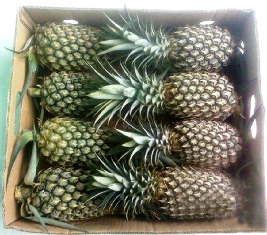 FRESH PINEAPPLE / MD2 FRESH PINEAPPLES