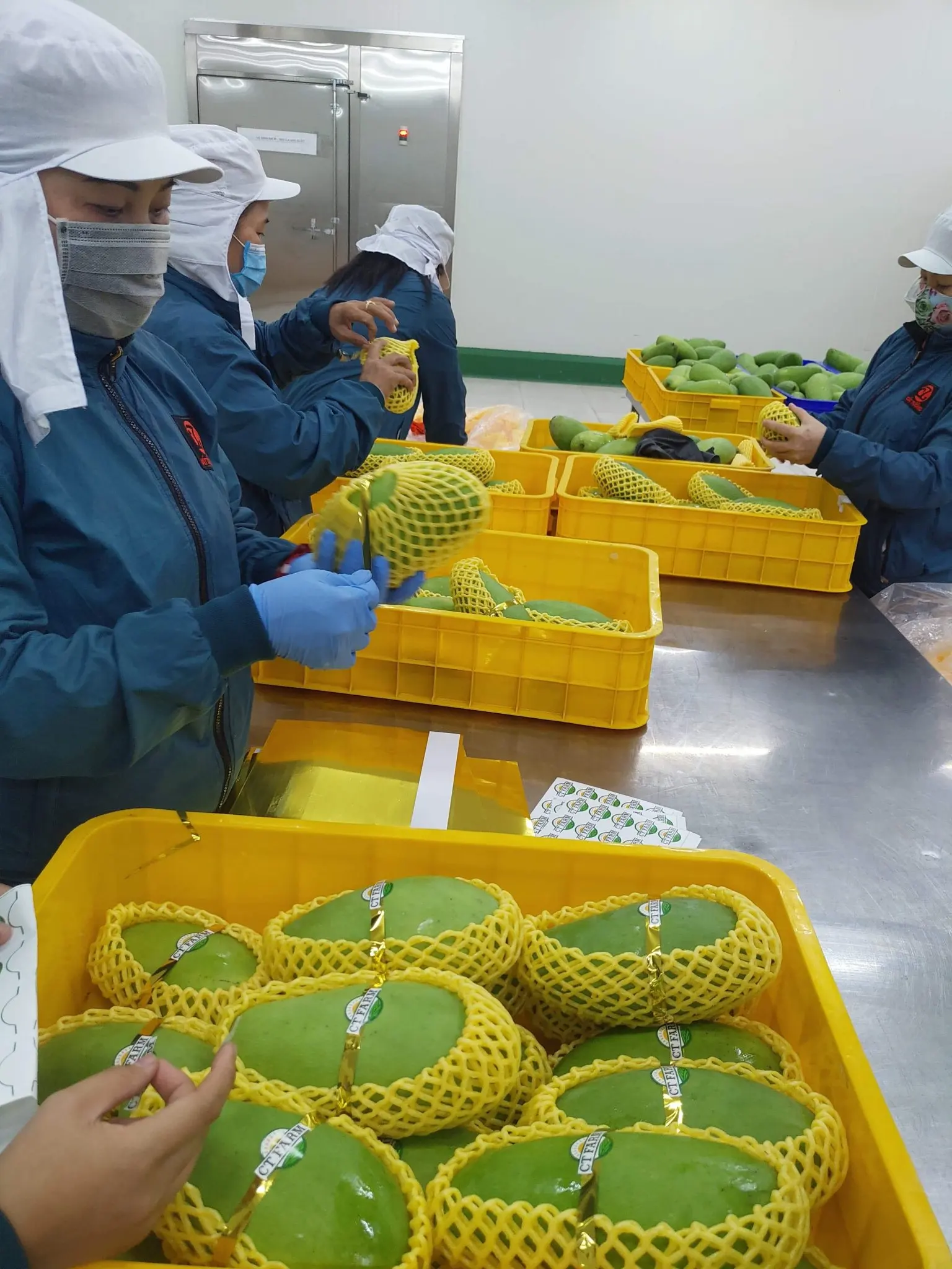 TUONG mango with good certification help improve health for daily use export from Vietnam