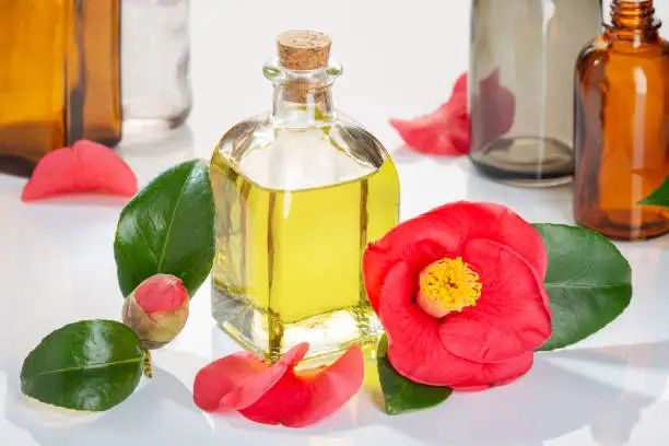 Best Quality Supplier Camellia Oil For Sale In Cheap Price