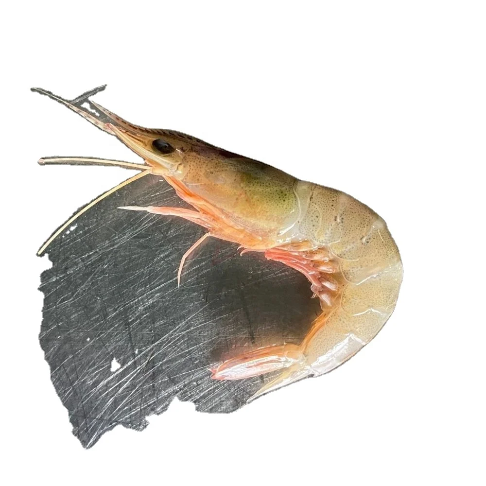 Sea Horina Shrimps Chilled Head On Custom Packing Best Quality Master Seafood Product Country of Origin Bangladesh
