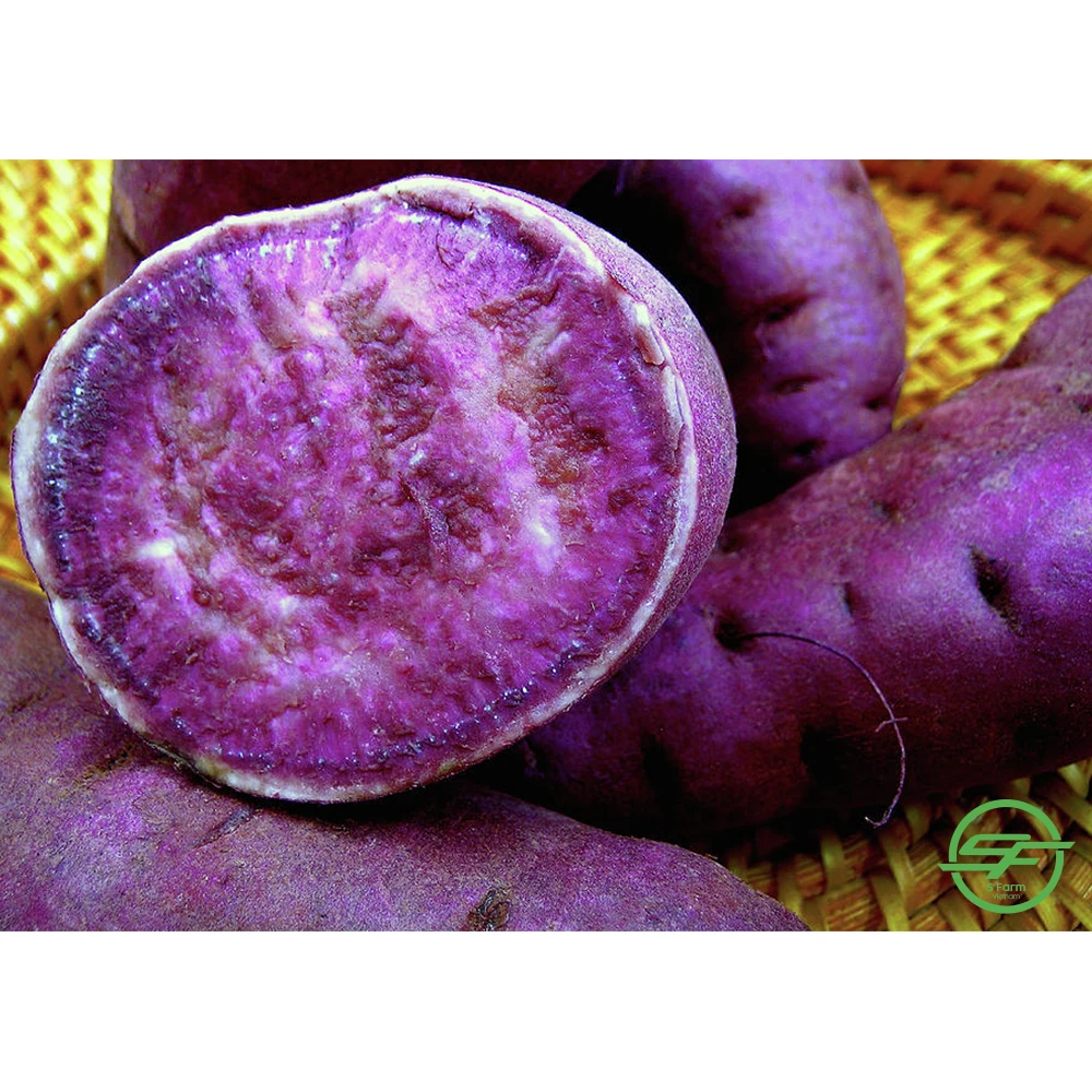 High quality fresh Organic sweet purple potatoes from Vietnam(Whatsapp/zalo/wechat: +84 912 964 858)