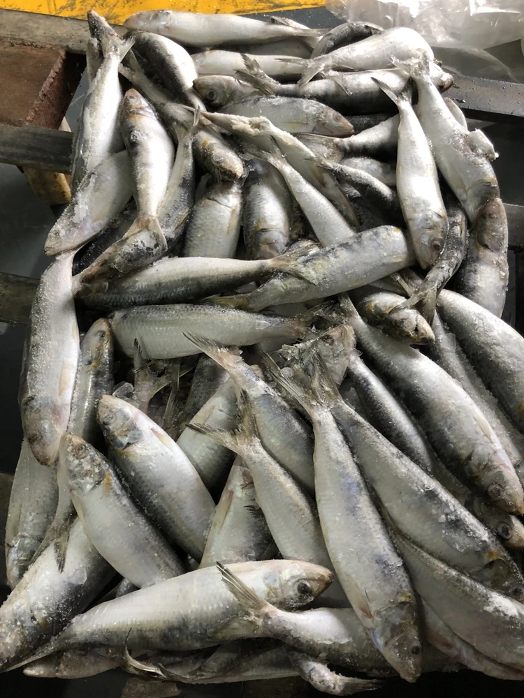 Whole Round Sardine Titus Sardine Frozen Fish Omega Sardines from China