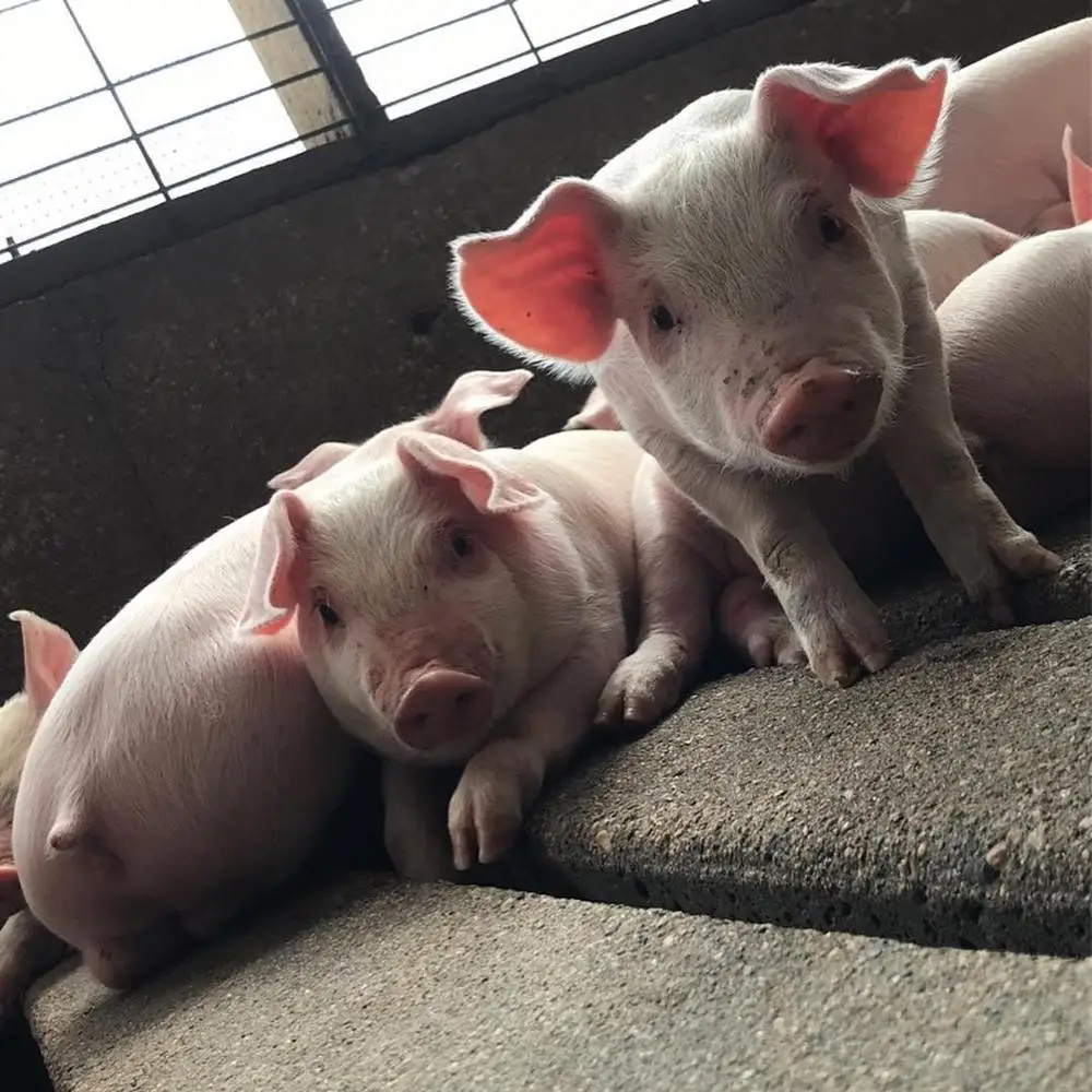 
Premium Live Pigs/ Pregnant Live Pigs /Alive / Live Pigs for sale 