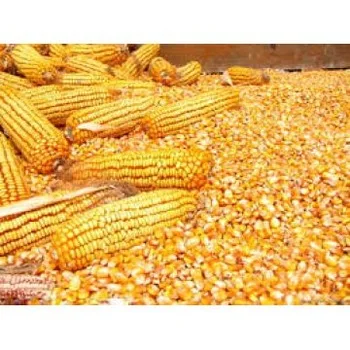
YELLOW MAIZE / YELLOW CORN FOR ANIMAL FEED 