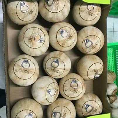 
Wholesale Easy Open Coconut/Fresh Young Coconut with High Quality/Diamond Coconut from Vietnamese Supplier 