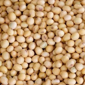 
ORGANIC Soya beans 