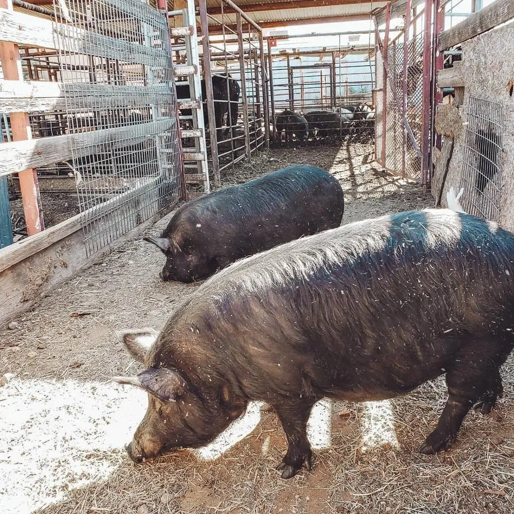 
Premium Live Pigs/ Pregnant Live Pigs /Alive / Live Pigs for sale 