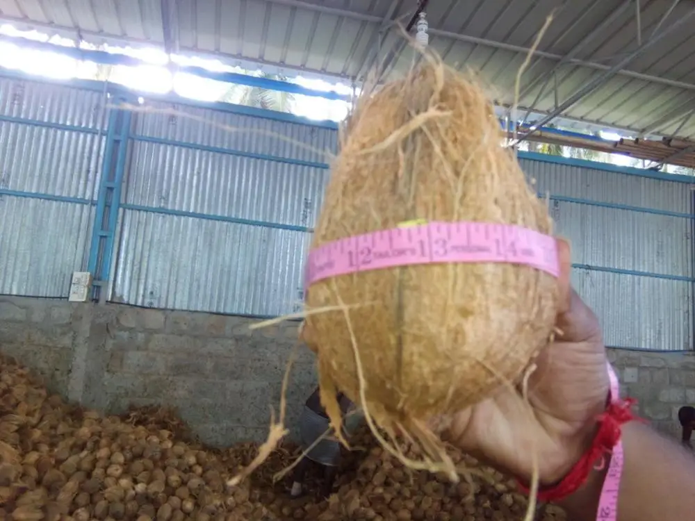 Best Indian Grade Quality Fresh Semi Husked Matured Coconut Available For gulf