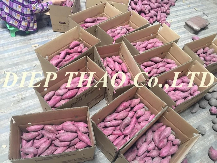 FRESH JAPANESE SWEET POTATO