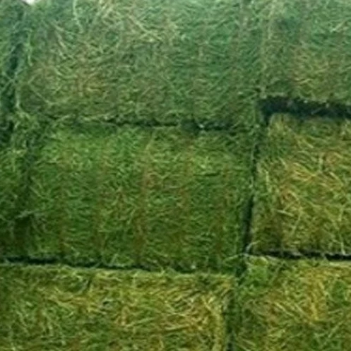 A Grade high quality Alfalfa Hay
