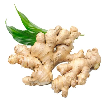 Ginger Oil 100% Pure & Natural Manufacturer of Certified Quality From India