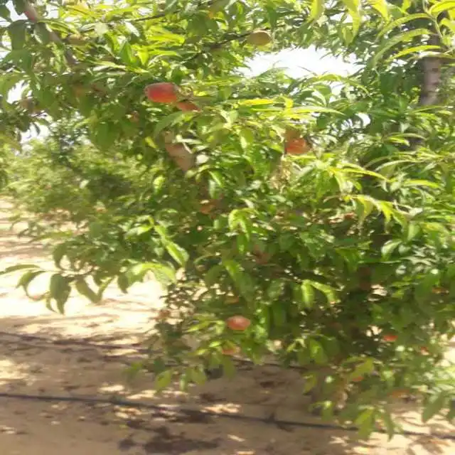 
2021 Египет/Лучшая свежая цена персика-новый урожай, Лидер продаж 