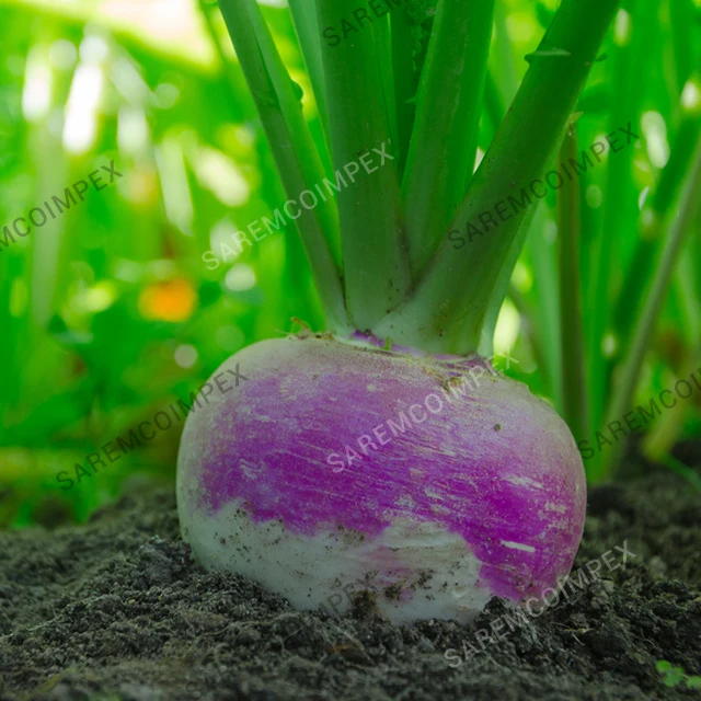 High Nutritious