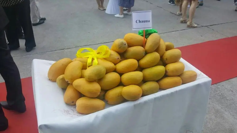 
A+ Export Quality Fresh Mango Pakistan - EU Standard Packing 