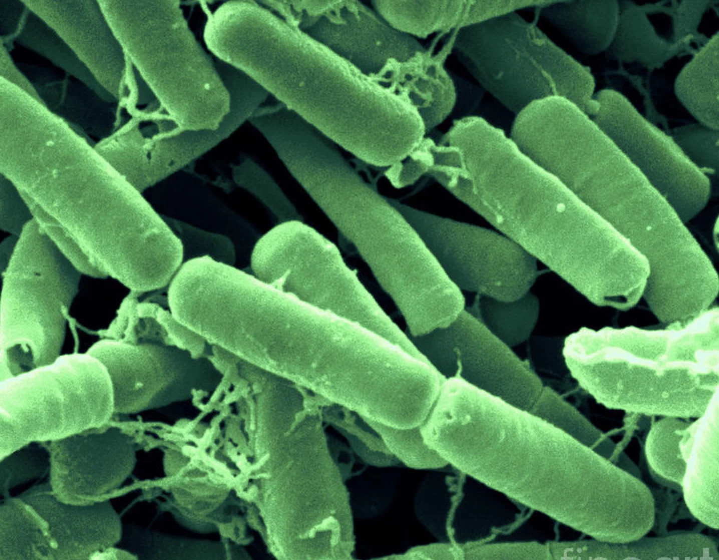 
Bacillus Thuringiensis Israelensis Highest Quality 4000 IU/mg 8000IU/mg 16000 IU/mg 