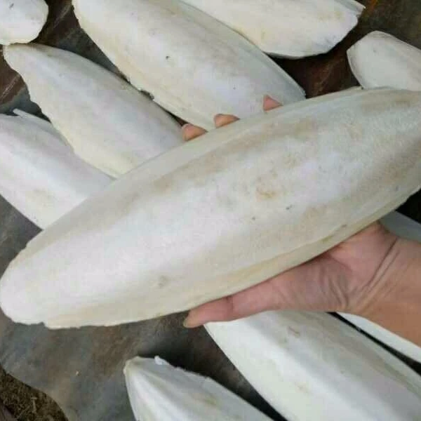 DRIED CUTTLEFISH BONE WITH MANY SIZES FROM VIETNAM / Ms.Thi Nguyen +84 988 872 713