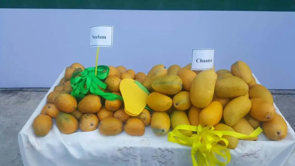 
A+ Export Quality Fresh Mango Pakistan - EU Standard Packing 