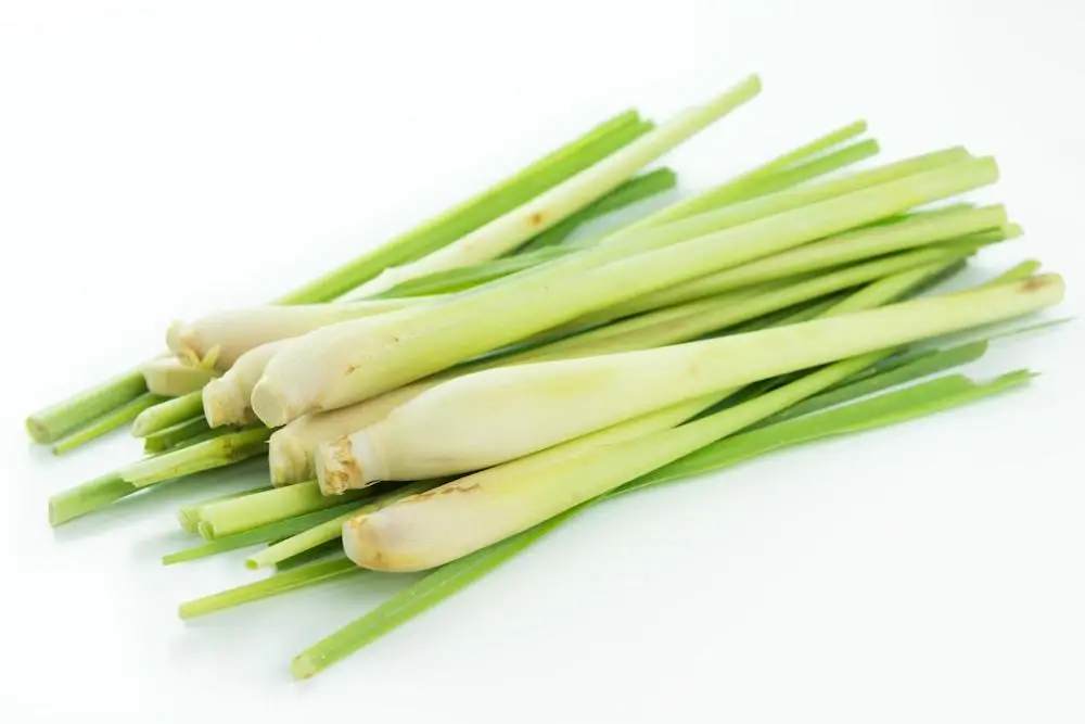 VIET NAM FROZEN LEMONGRASS