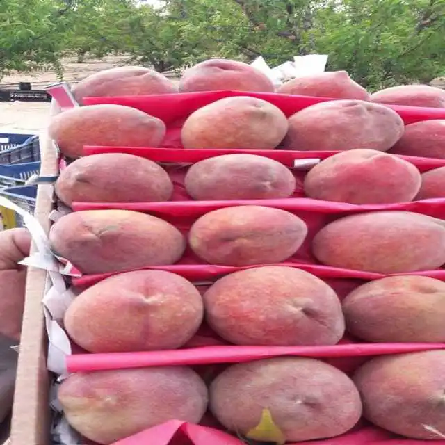 
fresh peach from Egypt 