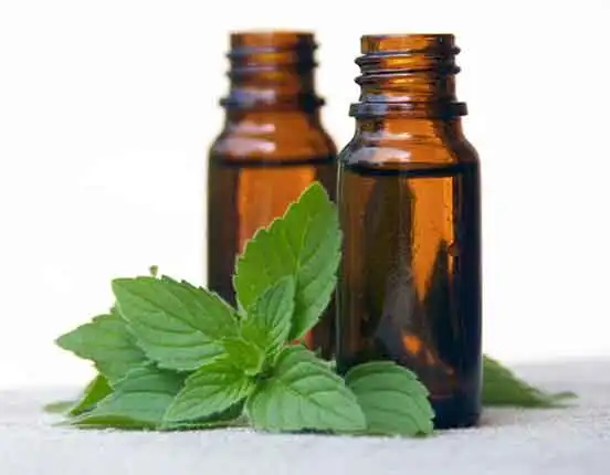 100% Fresh and Fragmented Spearmint Essential Oil
