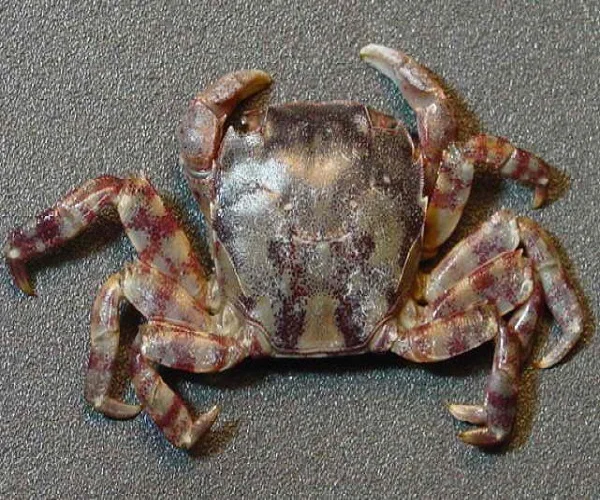 
CRAB FOR SALE 