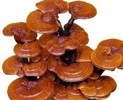 
Best Quality Reishi mushroom /Whatsapp +84 845 639 639 (Ms.Holiday) 