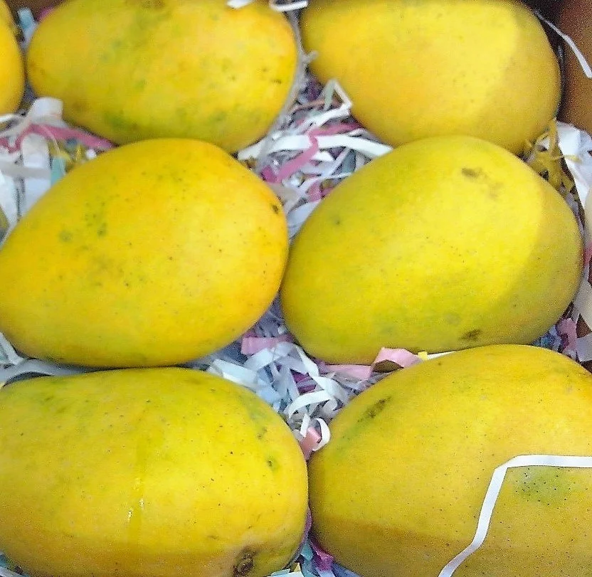 Banganapalli Mangoes for Malaysia/ Singapore and Middle East/Badami Mangoes!