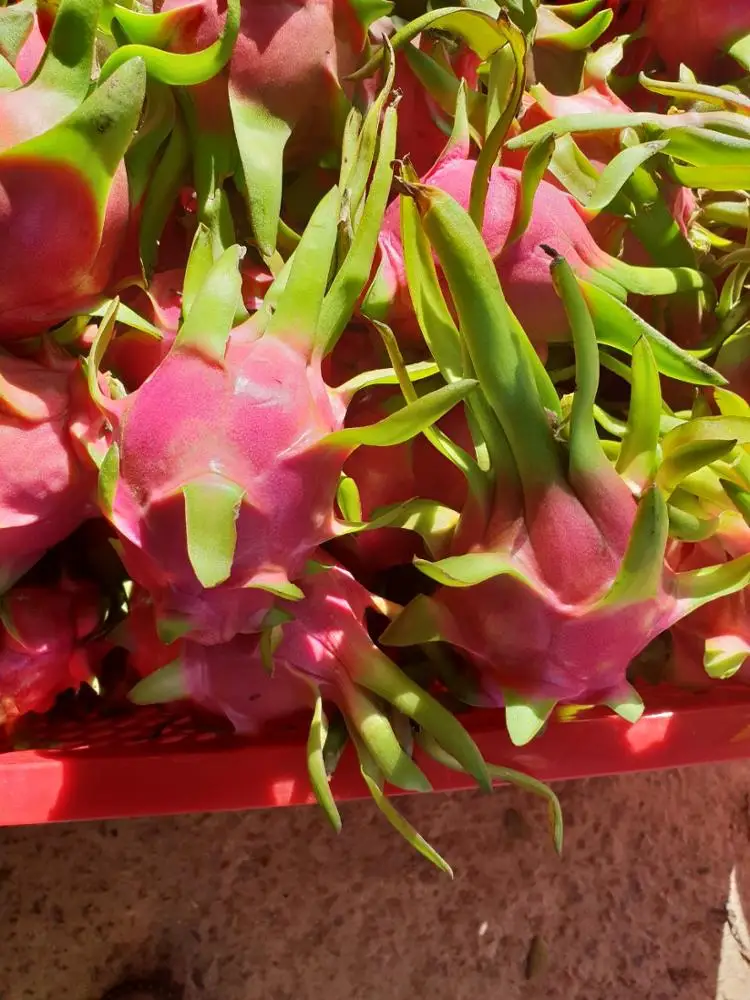 
VIETNAM DRAGON FRUIT BEST PRICE FOR EXPORT / WHATSAPP: +84-979558557 