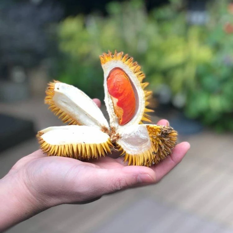 
Malaysia Fresh Red Orange Yellow Wild Durian Dalit 