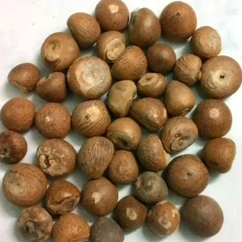 GRADE 1 WHOLE BETEL NUTS from THAILAND