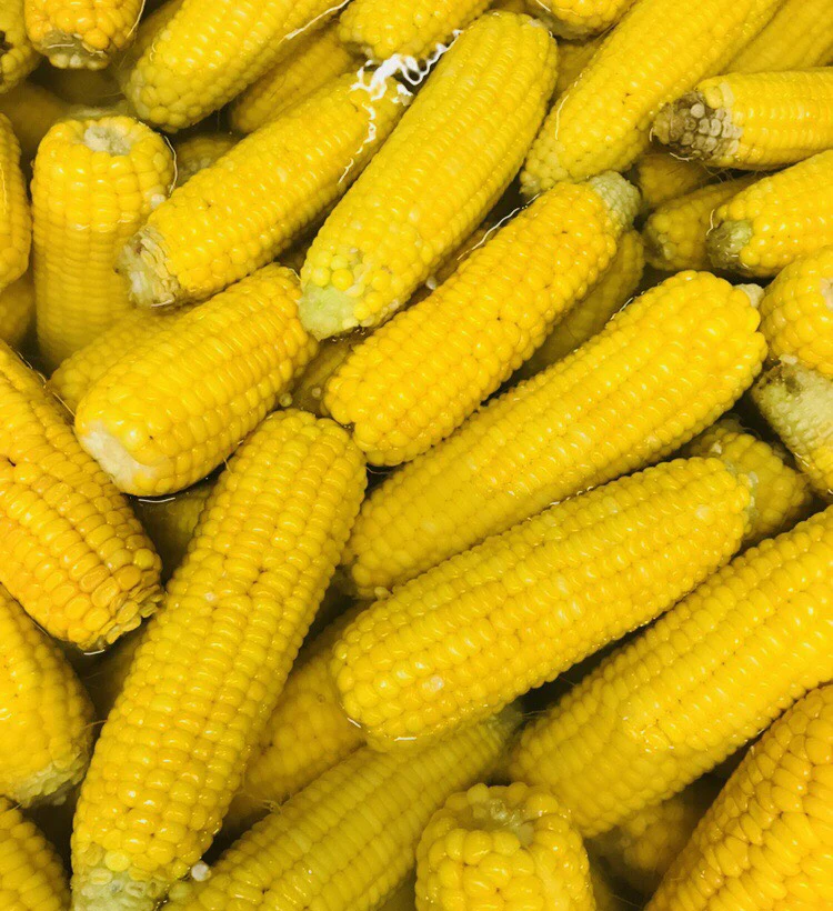 Vietnam high quality frozen sweet corn cobs