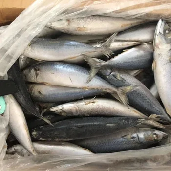 Frozen Mackerel Fish