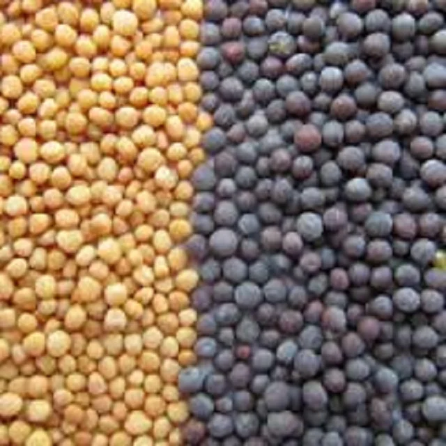 Black Mustard Seeds