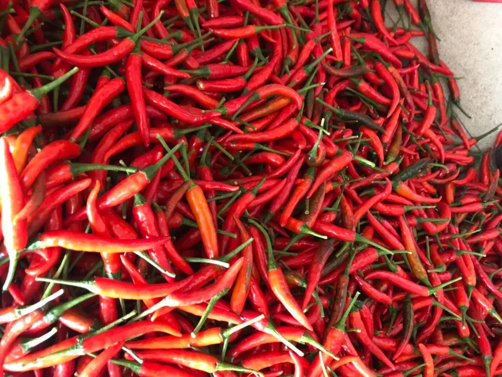 
FRESH RED CHILI / HIGH QUALITY / ORIGIN VIETNAM 