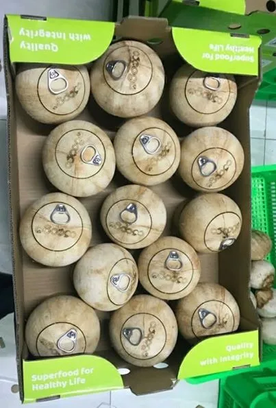 
Wholesale Easy Open Coconut/Fresh Young Coconut with High Quality/Diamond Coconut from Vietnamese Supplier 