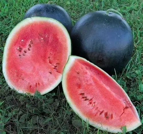 
red watermelon seeds 